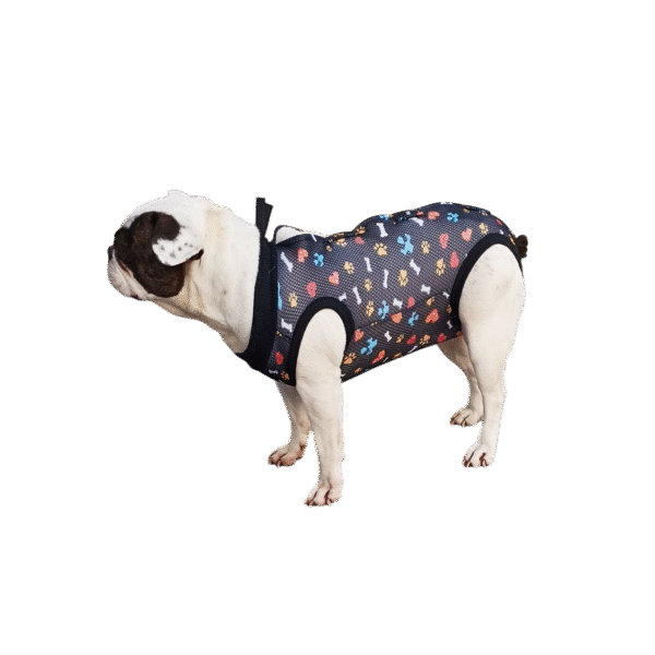 IMG_20250520_172852 Petcase Ameliyat Sonrası Köpek Kıyafeti / Köpek Tulumu / Köpek Korsesi