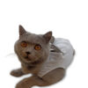 PhotoRoom-20230904_221032 Petcase Ameliyat Sonrası Kedi Kıyafeti / Kedi Tulumu / Cerrahi Kıyafet / Postop
