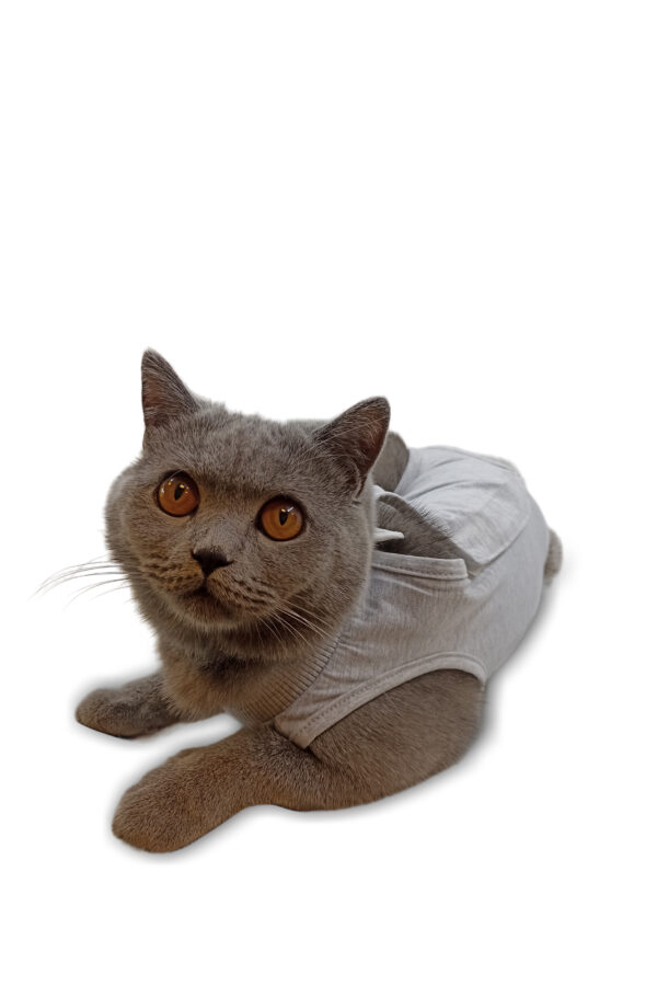 PhotoRoom-20230904_221032 Petcase Ameliyat Sonrası Kedi Kıyafeti / Kedi Tulumu / Cerrahi Kıyafet / Postop