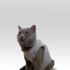 PhotoRoom-20230904_221121 Petcase Ameliyat Sonrası Kedi Kıyafeti / Kedi Tulumu / Cerrahi Kıyafet / Postop