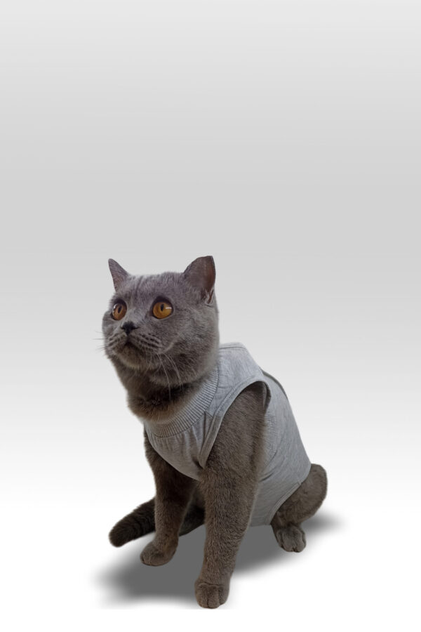 PhotoRoom-20230904_221121 Petcase Ameliyat Sonrası Kedi Kıyafeti / Kedi Tulumu / Cerrahi Kıyafet / Postop