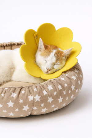 Keçe Kedi & Köpek Yakalığı / Elizabet / Papatya Yakalık / Sarı