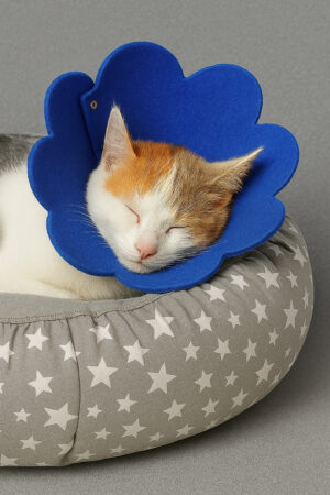 Keçe Kedi & Köpek Yakalığı / Elizabet / Papatya Yakalık / Saks Mavi